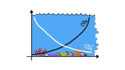 Discover how calcium and carbonate dissolved in seawater serve as the building material for seashell construction