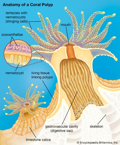 coral polyp