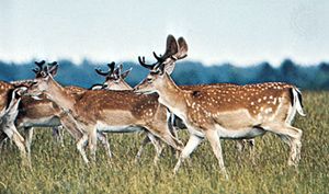 Fallow deer (Dama dama)