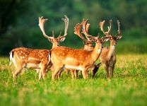 fallow deer (Dama dama)