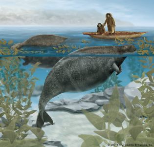 Steller's sea cow