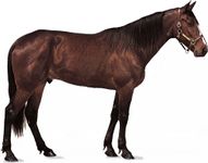 Standardbred gelding