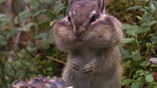 How Siberian chipmunks prepare for winter