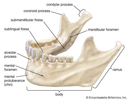 human mandible