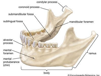 human mandible