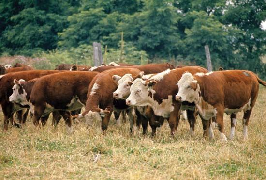 Hereford beef cattle.