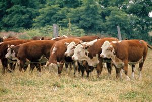 Hereford beef cattle.