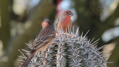 Evolution and diversity in Galapagos finches