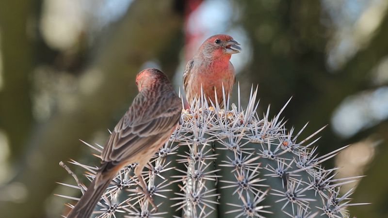 Evolution and diversity in Galapagos finches