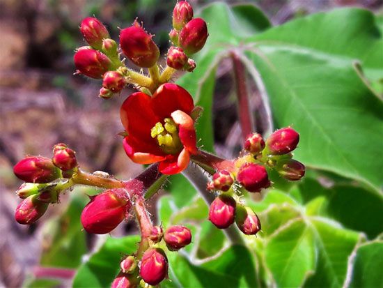 Jatropha mutabilis