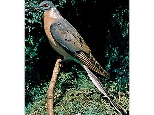 passenger pigeon