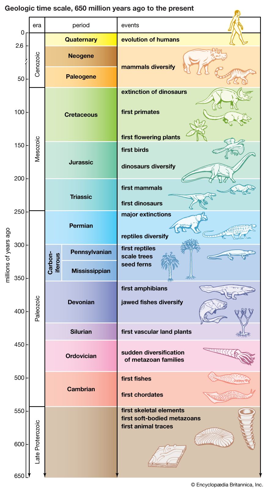 major evolutionary events