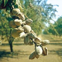 almond fruits