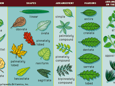 leaf types