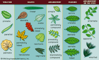 leaf types