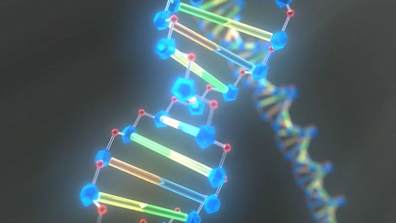 How DNA influences inherited traits