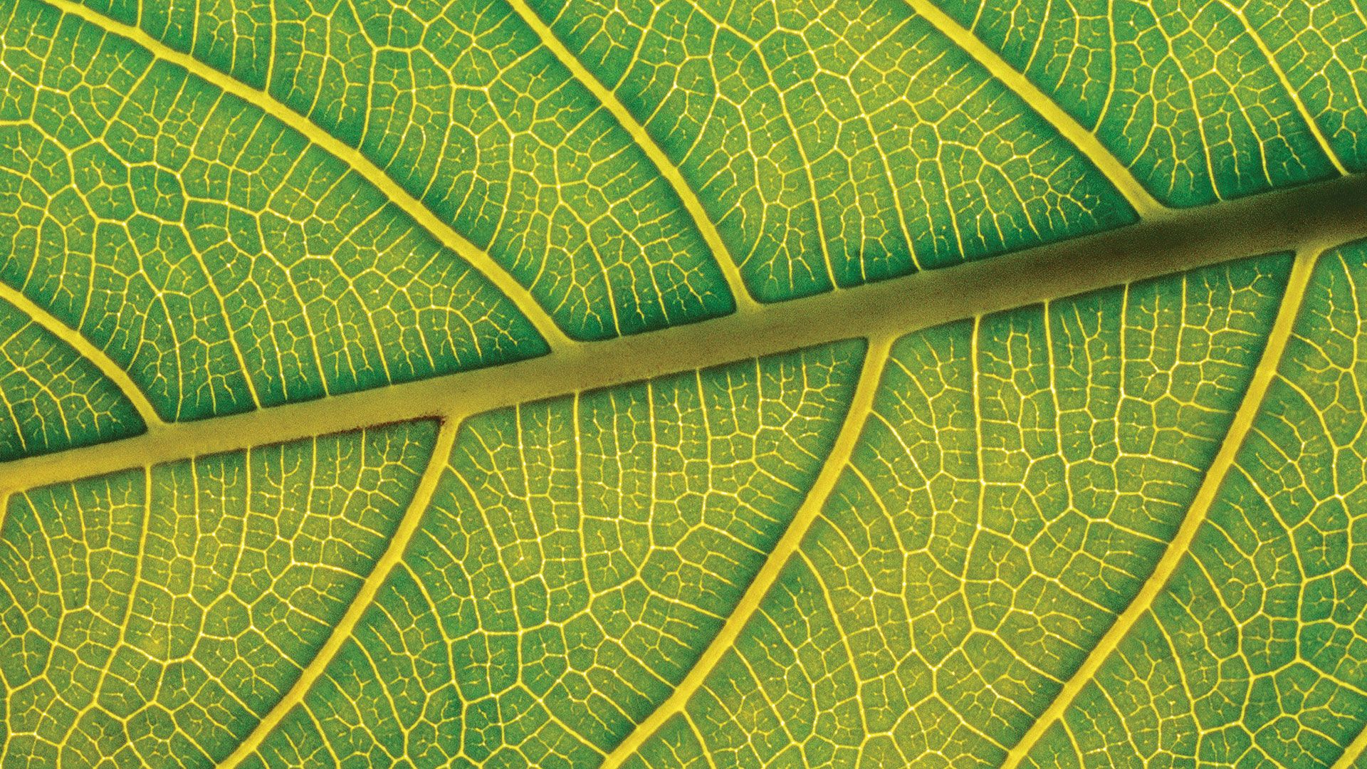 leaf: veins