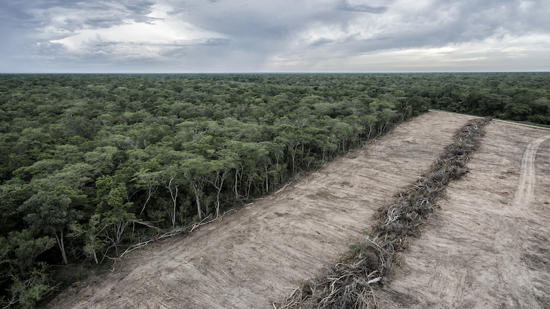 Amazon Nations Unite in Criticism of EU Deforestation Rules. Experts quit carbon market watchdog in row over quality label for forest credits