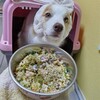 最近の手作りベルごはん🐶🍚