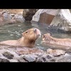 ★東海道であそんでみよう★ 神奈川県〜静岡県 伊東エリア 伊豆シャボテン動物公園 《そとあそびNO.171》