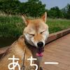 保護犬くんと出会った話 今日の柴ちゃん176 毎日ご飯