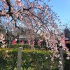 【京都】伏見区、『長建寺』に行ってきました。京都桜