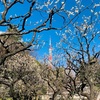 芝公園の『銀世界』で梅観賞