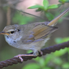 ウグイス in 四季の森公園