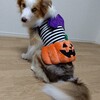 カボチャパンツ🎃