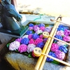 紫陽花と花手水の藤森神社へ