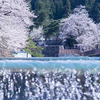 水辺の桜：常西用水プロムナード