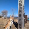 今年も車で楽々山登り♪柴ちゃんと弓立山登山 今日の柴ちゃん330