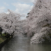 弘前の桜と八甲田山