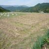 麦畑の後に各種野菜を植付