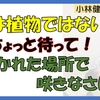 人は植物ではない！ちょっと待って→「置かれた場所で咲きなさい」