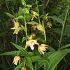 カキラン　葦毛湿原の花