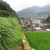 子供たちの花壇！