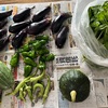 パン屋の営業再開前に秋まき野菜の植え付けをする