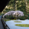 Weeping Cherry Blossoms