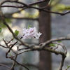 Portland Japanese Garden