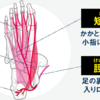 【実例72】アラフォー男性・菊花ハーフでキロ4分16秒のペース走👌