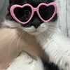 ウチの猫ちゃんたち、ハート型❤サングラス🕶でオシャレに変身❤️