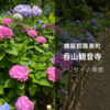 【篠栗町】福岡市の近場で紫陽花を見に行くなら「呑山観音寺」がオススメ！子供連れで行きました！