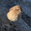 可愛すぎる鳥と恐すぎる鳥のお話。。。