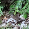 浦添大公園でバードウォッチング