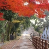 晩秋の京都･奈良　①蹴上インクライン