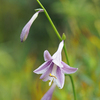 ミズギボウシ　葦毛湿原の花