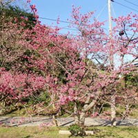 一足早い桜だより