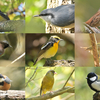 【2022/5/4】再び西湖野鳥の森公園へ。夏鳥のキビタキを見ることが出来ました。