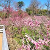 【京都】『北野天満宮』に梅を見に行ってきました。 京都花 女子旅 